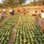 Shaheed Mahendra Karma Tendupatta Social Security Scheme