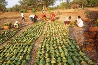 Shaheed Mahendra Karma Tendupatta Social Security Scheme