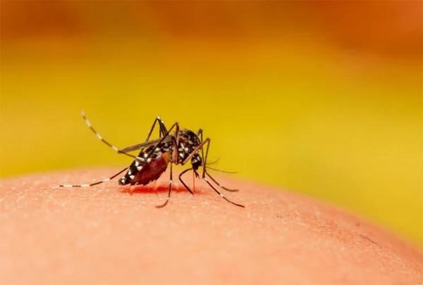 डेंगू का डंक: लगातार बढ़ रहे मामले, हल्का बुखार होने से भी डर रहे लोग
