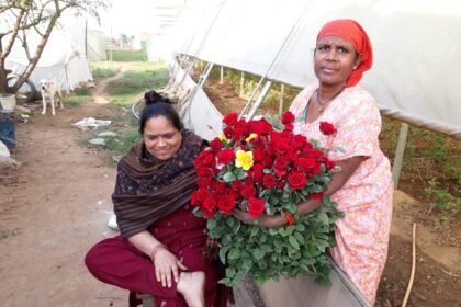 गुलाब की खेती से उमरपोटी की चित्रा कर रही मोटी कमाई….1.8 एकड़ जमीन पर लगाए अलग अलग गुलाब… 12 लोगों को रोजगार भी… पढ़े सफलता की कहानी