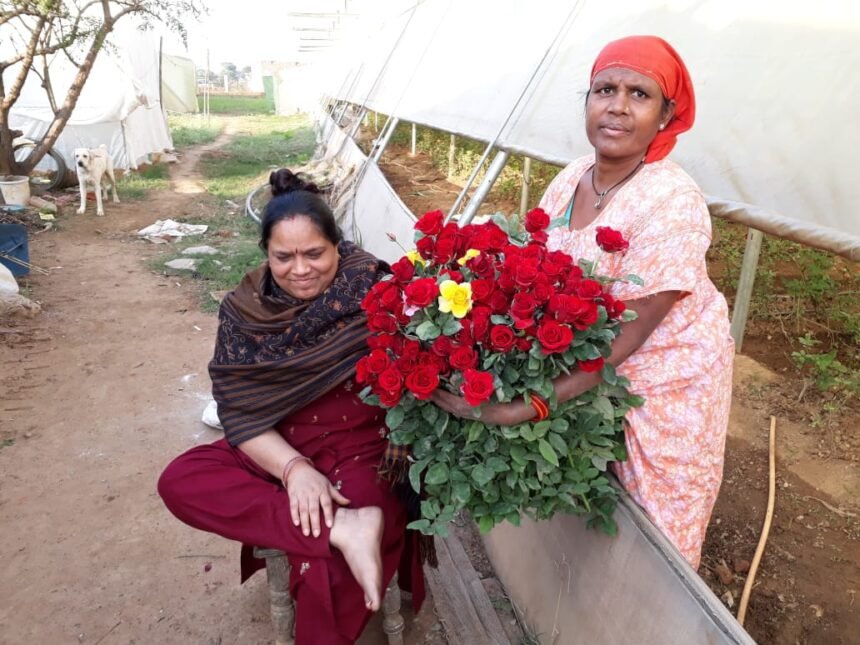 गुलाब की खेती से उमरपोटी की चित्रा कर रही मोटी कमाई….1.8 एकड़ जमीन पर लगाए अलग अलग गुलाब… 12 लोगों को रोजगार भी… पढ़े सफलता की कहानी