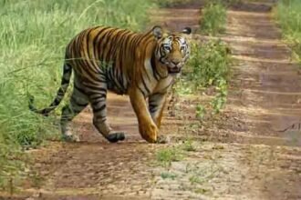 अचानकमार टाइगर रिजर्व के बाहरी इलाके के जंगल में मिला बाघ के शावक का शव