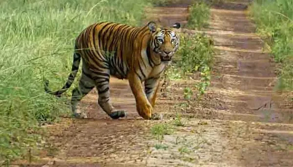 अचानकमार टाइगर रिजर्व के बाहरी इलाके के जंगल में मिला बाघ के शावक का शव