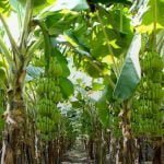 राष्ट्रीय बागवानी मिशन के तहत इस साल एक हजार हेक्टेयर में होगी केले की खेती… सरकार ने बनाई यह योजना