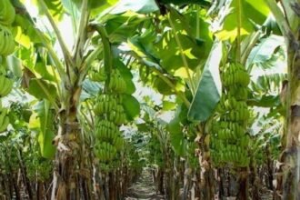 राष्ट्रीय बागवानी मिशन के तहत इस साल एक हजार हेक्टेयर में होगी केले की खेती… सरकार ने बनाई यह योजना