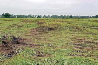 बेमौसम बारिश से किसानों को फसल सड़ने का डर