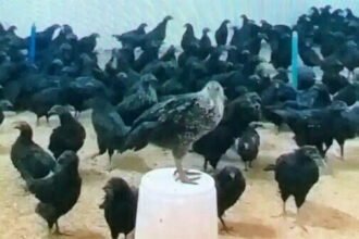 सर्दी भगाने बढ़ी कड़कनाथ मुर्गे की डिमांड, 10000 की वेटिंग, कई राज्यों को होती है सप्लाई