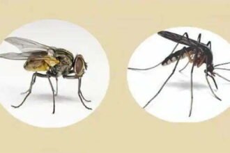 आईआईटी के वैज्ञानिक का दावा, इंसान के दिमाग की तरह ही होता है मच्छर-मक्खी का ब्रेन