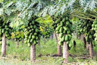 राष्ट्रीय बागवानी मिशन योजना अंतर्गत राज्य के 20 जिलों में पपीते की खेती से लाभान्वित हो रहे किसान