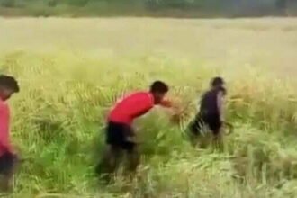 छात्रों से अपने खेत में कटवाई धान, मजदूरी का वीडियो हुआ वायरल, आश्रम अधीक्षक सस्पेेंड