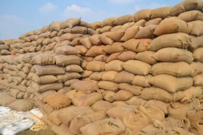 प्रदेश में अब तक 38.88 लाख मीट्रिक टन धान खरीदी, 8.55 लाख किसानों ने बेचा धान