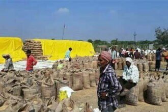 धान खरीदी का आंकड़ा 31.14 लाख मीटरिक टन से पार