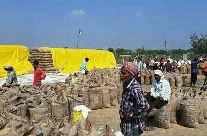 धान खरीदी का आंकड़ा 31.14 लाख मीटरिक टन से पार