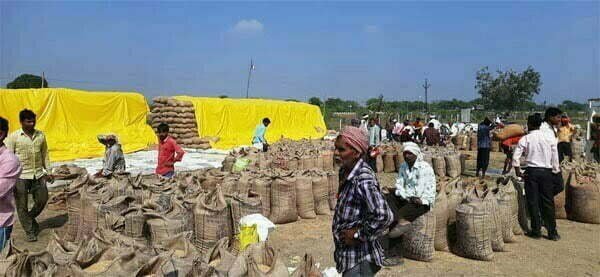 धान खरीदी का आंकड़ा 31.14 लाख मीटरिक टन से पार