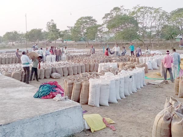 राज्य में अब तक 2.36 लाख मीटरिक टन धान की खरीदी 77 हजार 162 किसानों ने बेचा धान