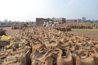 राज्य में अब तक धान की खरीदी का आंकड़ा 95.78 लाख मीटरिक टन से पार