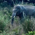 छत्तीसगढ़-यूपी सीमा पर हाथियों ने ली एक युवक की जान, दहशत में इलाके के लोग