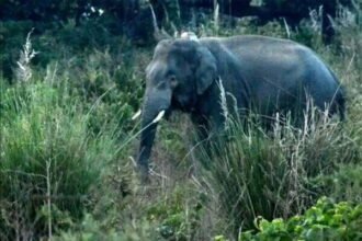 छत्तीसगढ़-यूपी सीमा पर हाथियों ने ली एक युवक की जान, दहशत में इलाके के लोग