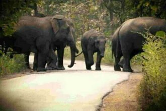 हाथियों के आतंक से दहशत में 10 जिलों के ग्रामीण, इंसान और फसल को रौंद रहा हाथियों का झुंड
