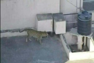 पॉश कालोनी में तेंदुए का तांडव, तीन घंटे तक मकानों की छतों पर मचाता रहा उत्पात मचाता