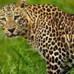 शेरनी मां भिड़ी आदमखोर तेंदुए से, मौत के जबड़े से निकाला बच्चा, सीएम ने भी की तारीफ