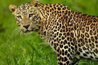 शेरनी मां भिड़ी आदमखोर तेंदुए से, मौत के जबड़े से निकाला बच्चा, सीएम ने भी की तारीफ