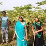 पपीता की खेती ने बदली किस्मत, खेत में ही बिकी पूरी फसल