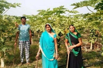 पपीता की खेती ने बदली किस्मत, खेत में ही बिकी पूरी फसल