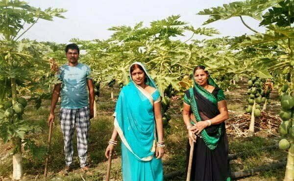 पपीता की खेती ने बदली किस्मत, खेत में ही बिकी पूरी फसल