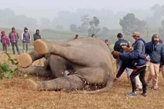 करंट की चपेट में आने से हाथी की मौत, कम ऊंचाई पर बिजली का तार, वन विभाग ने भेजा नोटिस