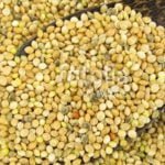 प्रदेश में समर्थन मूल्य पर अब तक 54.24 लाख रूपए की 1798 क्विंटल कोदो, कुटकी और रागी की खरीदी