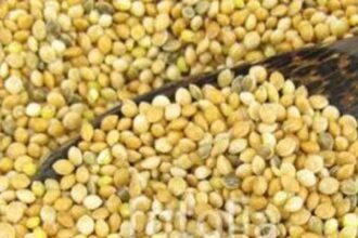 प्रदेश में समर्थन मूल्य पर अब तक 54.24 लाख रूपए की 1798 क्विंटल कोदो, कुटकी और रागी की खरीदी