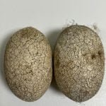 वनांचल के निवासियों को मिली एक और महत्वपूर्ण सौगात, रैली कोसा के समर्थन मूल्य पर खरीदी का निर्णय