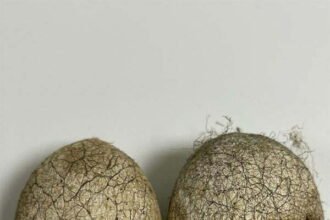 वनांचल के निवासियों को मिली एक और महत्वपूर्ण सौगात, रैली कोसा के समर्थन मूल्य पर खरीदी का निर्णय