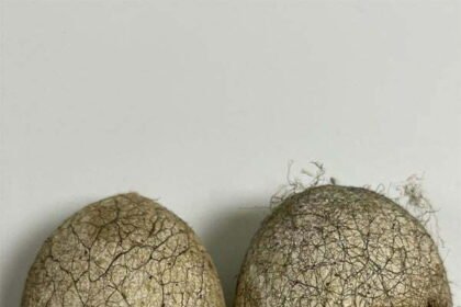 वनांचल के निवासियों को मिली एक और महत्वपूर्ण सौगात, रैली कोसा के समर्थन मूल्य पर खरीदी का निर्णय