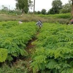 मनरेगा के अंतर्गत लगाए जाएंगे मुनगा के पौधे, नर्सरी भी तैयार की जाएगी