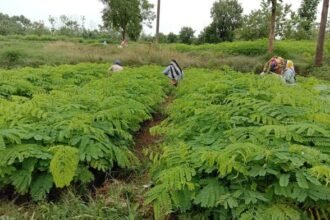 मनरेगा के अंतर्गत लगाए जाएंगे मुनगा के पौधे, नर्सरी भी तैयार की जाएगी