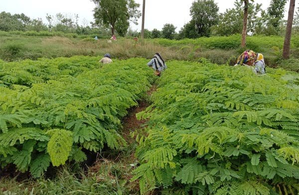 मनरेगा के अंतर्गत लगाए जाएंगे मुनगा के पौधे, नर्सरी भी तैयार की जाएगी