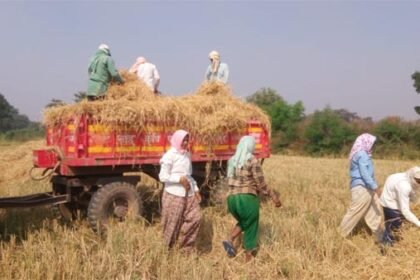 गौठानों को किसानों ने किया 7 लाख 32 हजार 886 क्विंटल पैरा दान