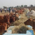 गौठानों को किसान भाईयों ने दिया 7 लाख 32 हजार 886 क्विंटल पैरा दान, सीएम ने दी बधाई