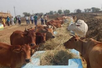गौठानों को किसान भाईयों ने दिया 7 लाख 32 हजार 886 क्विंटल पैरा दान, सीएम ने दी बधाई