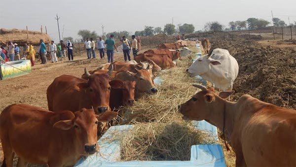 गौठानों को किसान भाईयों ने दिया 7 लाख 32 हजार 886 क्विंटल पैरा दान, सीएम ने दी बधाई