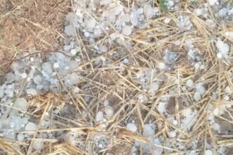 बारिश व ओलावृष्टि से फसल नुकसान का मिलेगा मुआवजा, जिला प्रशासन को सर्वे के निर्देश-कृषि मंत्री