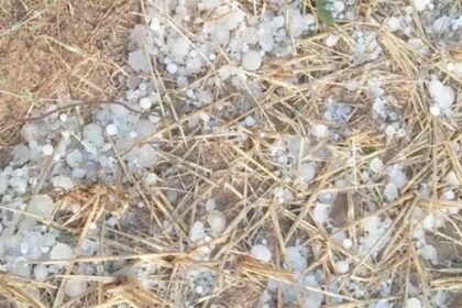 बारिश व ओलावृष्टि से फसल नुकसान का मिलेगा मुआवजा, जिला प्रशासन को सर्वे के निर्देश-कृषि मंत्री