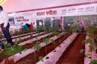 राहुल ने किया बस्तर पपीता के स्टाल का अवलोकन