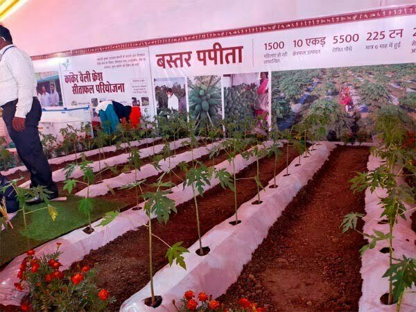 राहुल ने किया बस्तर पपीता के स्टाल का अवलोकन