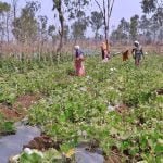 गौठान ले रहा रूरल इंडस्ट्रियल पार्क का आकार, स्व-सहायता समूह विकसित कर रहा ड्रैगन फ्रुट का बगीचा, रोपे एक हजार पौधे