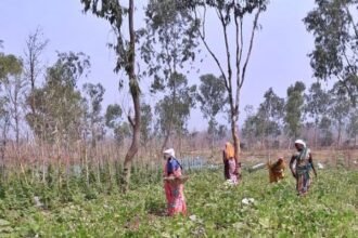 गौठान ले रहा रूरल इंडस्ट्रियल पार्क का आकार, स्व-सहायता समूह विकसित कर रहा ड्रैगन फ्रुट का बगीचा, रोपे एक हजार पौधे
