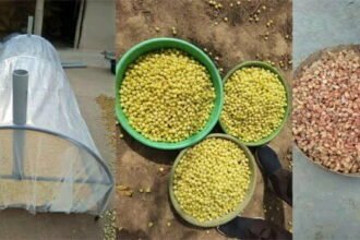 छत्तीसगढ़ के महुआ की महक अब देश-विदेश तक, सात समुंदर पार यूके में 750 क्विंटल महुआ का निर्यात