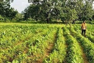 16 लाख 35 हजार 720 हेक्टेयर में हो चुकी रबी फसलों की बोनी